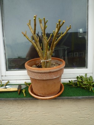 Crassula 1A - 2011.06 - 31cmm.JPG