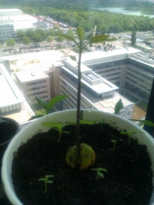 avocado060611.jpg