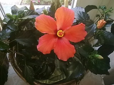 Hibiskus.....JPG
