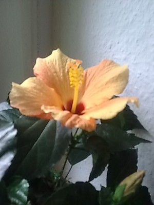 Hibiskus....JPG