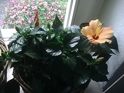 Hibiskus...JPG