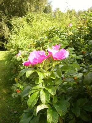 gggggggggggg 010.jpg