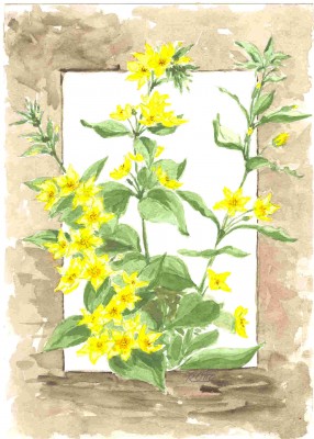 Felberich 16.VI.2003.jpg