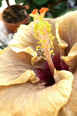 hibiskus 2011 012.jpg