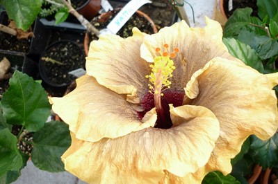 hibiskus 2011 011.jpg
