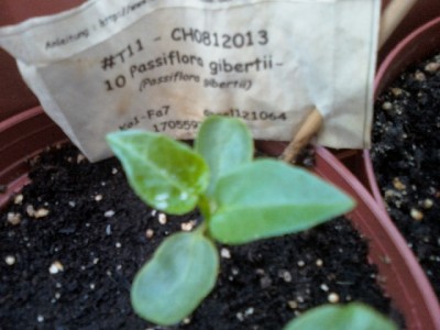 Passiflora gibertii.jpg