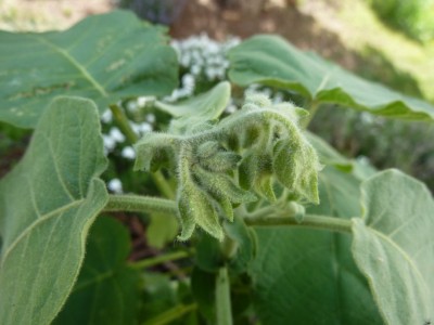 Baumtomate_30April.jpg