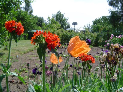 Lichtnelke und Mohn.jpg