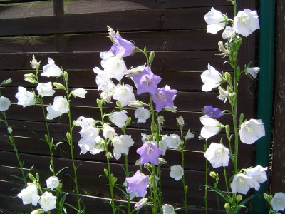 Glockenblumen.jpg