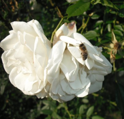 Rose mit Besuch.jpg