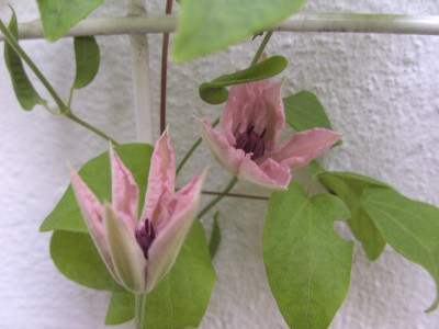 Clematis 7.6.11 (2).JPG