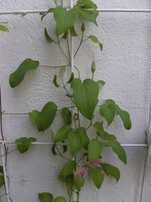 Clematis 7.6.11 (1).JPG