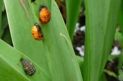 Marienkäferlarve und Verpuppung.JPG