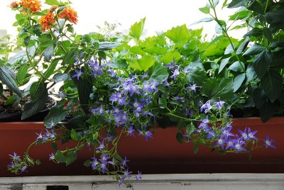dsc_7079_Haengeglockenblumen.jpg