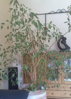 Ficus2.jpg