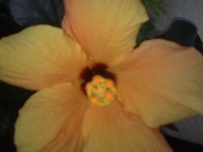 Hibiskus......JPG