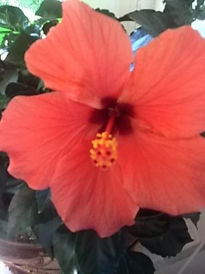 Hibiskus.....JPG