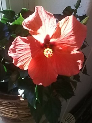 Hibiskus....JPG