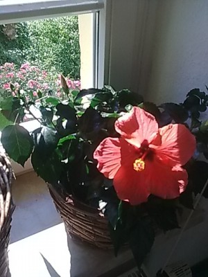 Hibiskus...JPG