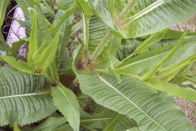 2011-06-07 - Pflanzen 002.jpg