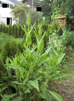 2011-06-07 - Pflanzen 001b.jpg