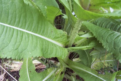 2011-06-07 - Pflanzen 007.jpg