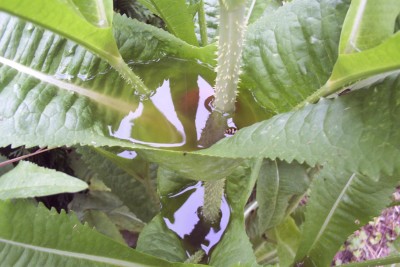 2011-06-07 - Pflanzen 005.jpg