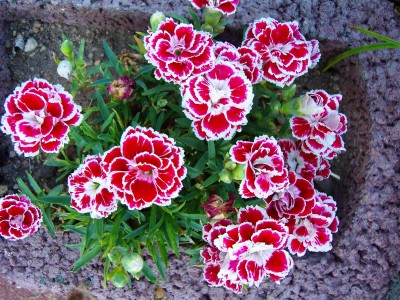 100D4182.JPG