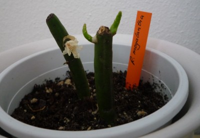 R. megalantha neue Triebe.JPG