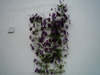 Clematisblüten in Hülle und Fülle.JPG