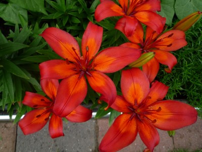 Lilien rot.JPG