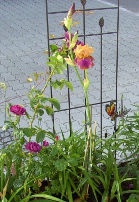 IrisundRose1297.jpg