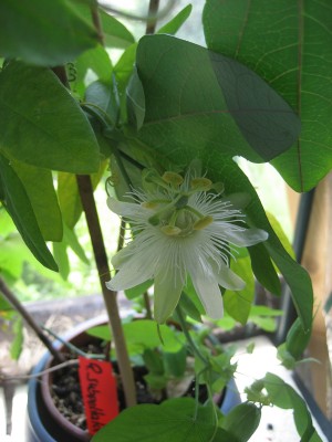 Passiflora1.jpg