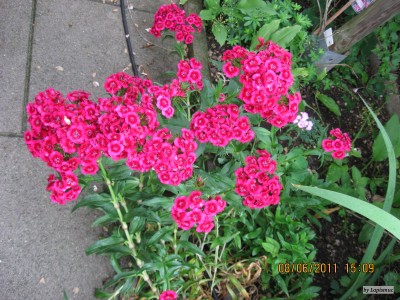 IMG_5715.JPG