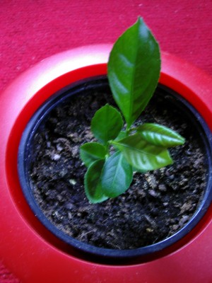 DSCI0005.JPG