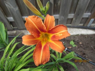 Taglilie Türkei.jpg