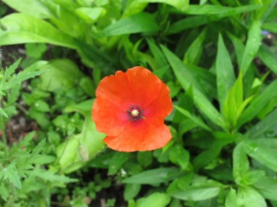 Mohn.JPG