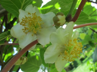 Kiwiblüte.JPG