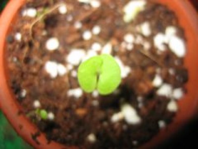 IMG_1535.JPG