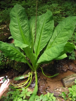 DSCF4582.JPG