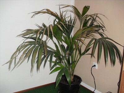CIMG0866.JPG