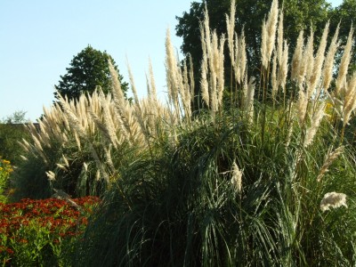 DSCF0119.JPG