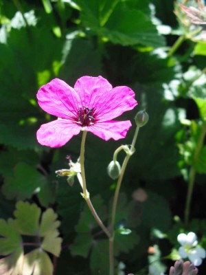Grauer Garten-Storchschnabel - Geranium cinereum var subcaulescens 'Giuseppii'_1.jpg