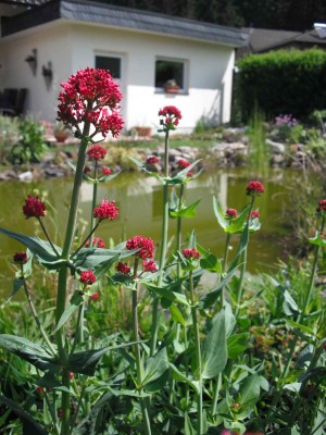 Garten-Spornblume - Centranthus ruber 'Coccineus'_1.jpg