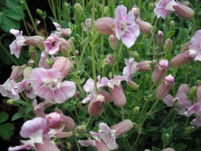 Garten-Leimkraut - Silene uniflora 'Rosea'.jpg