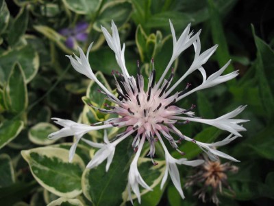 Garten-Flockenblume - Centaurea montana 'Alba'.jpg