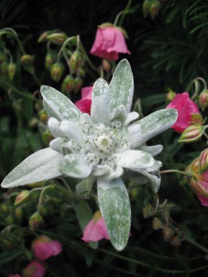 Edelweiss - Leontopodium alpinum.jpg