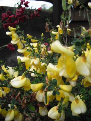Edelginster - Cytisus scoparius 'Luna' .jpg