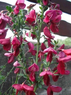 Edelginster - Cytisus scoparius 'Boskoop Ruby'.jpg