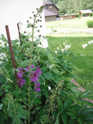 Bunte Königskerze - Verbascum phoeniceum.jpg